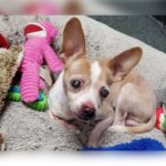 Blind Chihuahua Found in Box Inside Trash