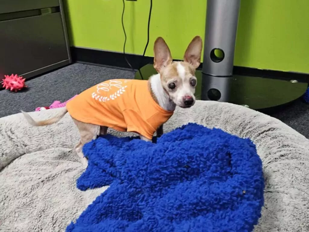 Blind Chihuahua Tonto enjoying all of the special treatment he has received at the Taylor Animal Shelter
