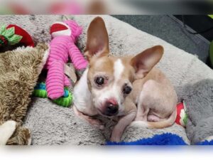 Read more about the article Blind Chihuahua Found in Box Inside Trash