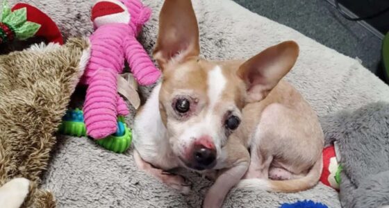 Bling Chihuahua Found in Box Inside Trash - Chihuacorner.com