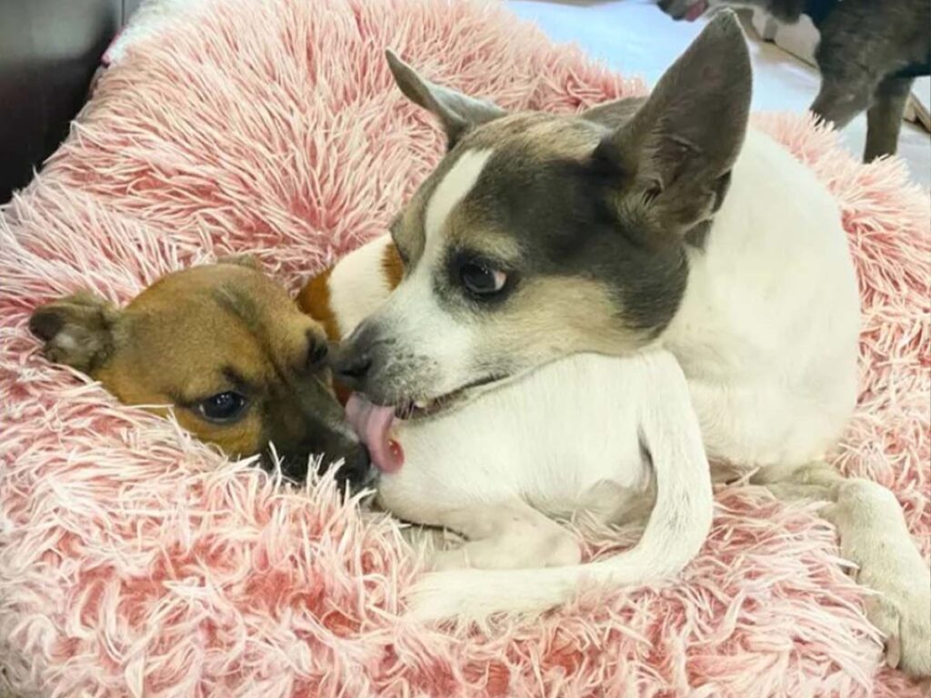 Joey, the dog terrier Chihuahua next to his new friend