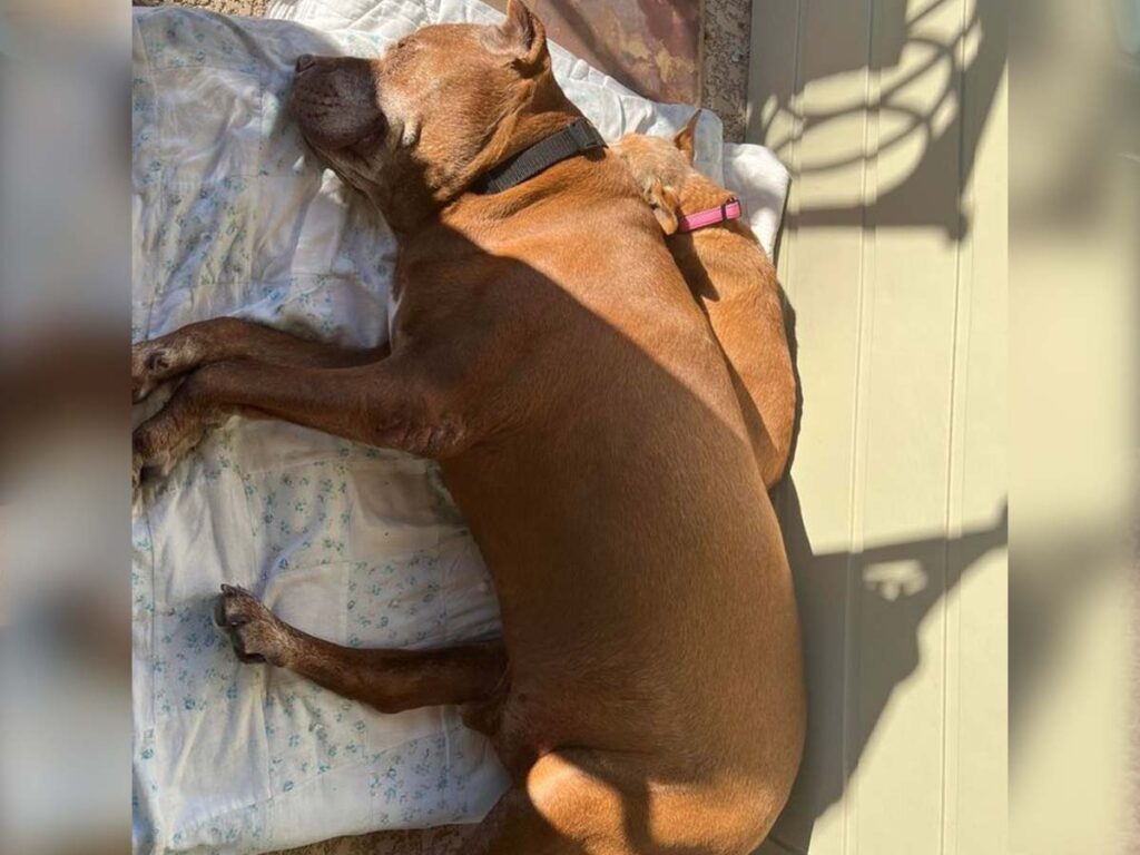 The new Chihuahua puppy, Bella, and her huge friend, Neeno sleeping together