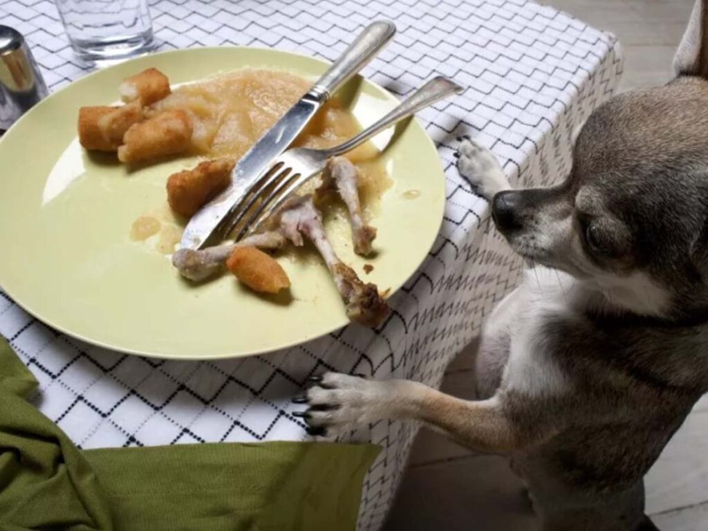 Chihuahua standing on his hind legs, protecting a chicken legs back uncovered