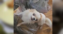 Chihuahua Protecting Chicken Legs Bag - Chihuacorner.com