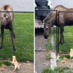 Watch This Hilarious Meet Between a Chihuahua and a Moose