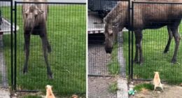 Chihuahua and a Moose - Chihuacorner.com