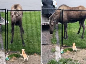 Read more about the article Watch This Hilarious Meet Between a Chihuahua and a Moose