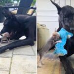 Dexter and Pete: Watch This Great Dane’s Devotion to Chi Buddy