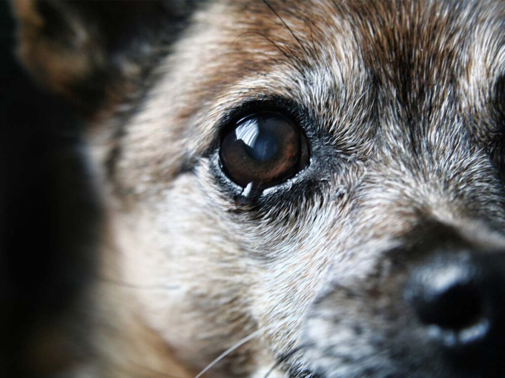 Elderly Chihuahuas close-up of looking at the camera