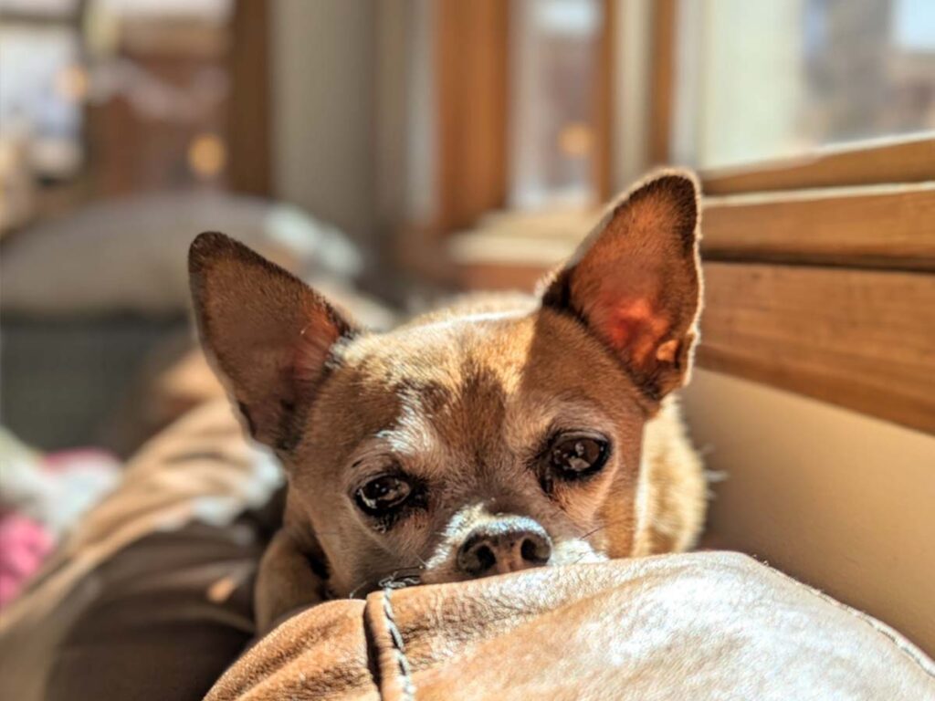 Rescue Saves 12 Elderly Chihuahuas and They’re Adorable