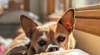 Rescuers Save 12 Chihuahuas - Chihuacorner.com