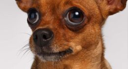 How a Pup Called Milly Mae Changed My Life 7 Milly Mae Rescue Chihuahua - Chihuacorner.com