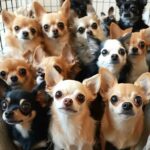 Heartbreaking Rescue: 28 Chihuahuas Survive After Owner’s Tragic Passing