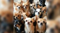 heartbreaking rescue 28 chihuahuas survive after owners tragic passing