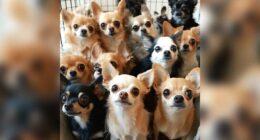 Heartbreaking Rescue: 28 Chihuahuas Survive After Owner’s Tragic Passing 6 heartbreaking rescue 28 chihuahuas survive after owners tragic passing