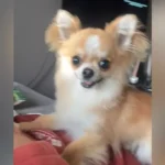 Chihuahua Owner Can’t Finish Sentence Before Puppy Explodes With Excitement