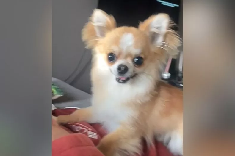 Chihuahua Owner Can’t Finish Sentence Before Puppy Explodes With Excitement