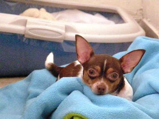 Small Chihuahua resting in a blanket