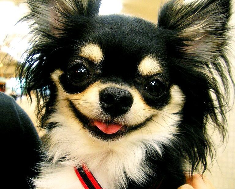 Long-haired Chihuahua portrait