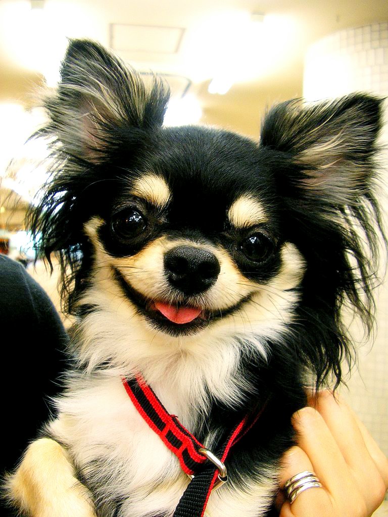 Long-haired Chihuahua portrait