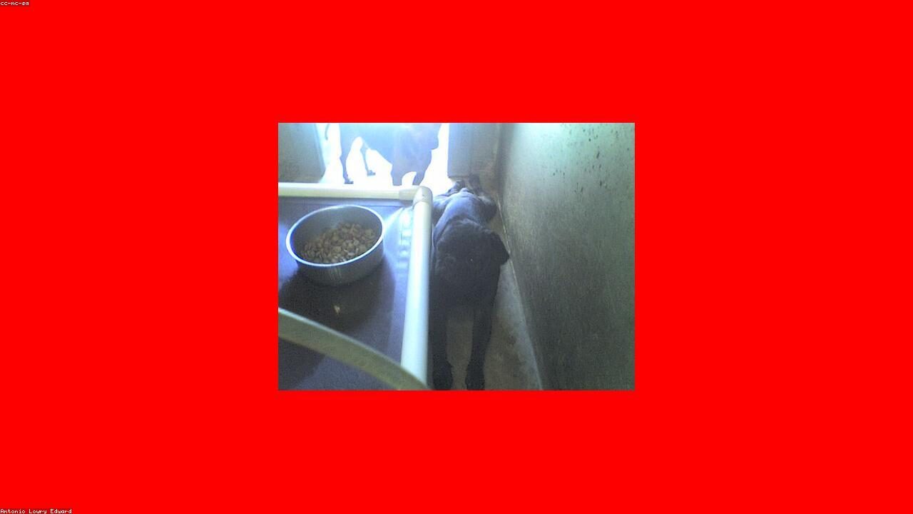 The Chihuahua That Detected Cancer Before Any Doctor Could inline image 1 with a Chihuahua