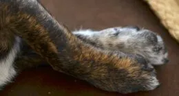 A Chihuahua Rescue Story That Restored My Faith in People featured image with a Chihuahua