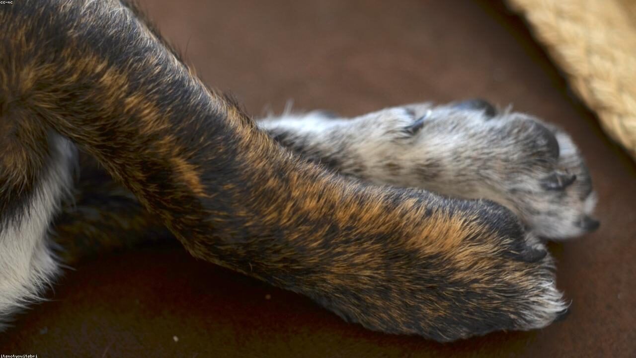 A Chihuahua Rescue Story That Restored My Faith in People featured image with a Chihuahua