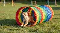 top-10-dog-workouts-for-you-and-your-chihuahua