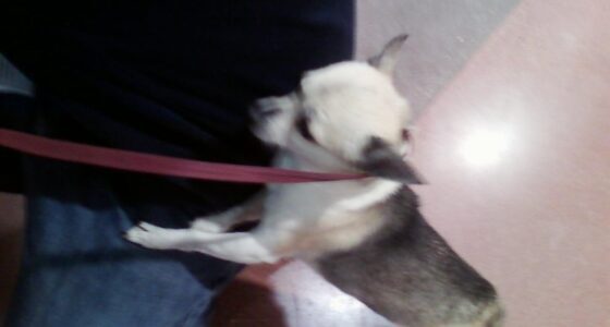 Buy or Adopt Chihuahua: An Honest Look at Both Options featured image with a Chihuahua