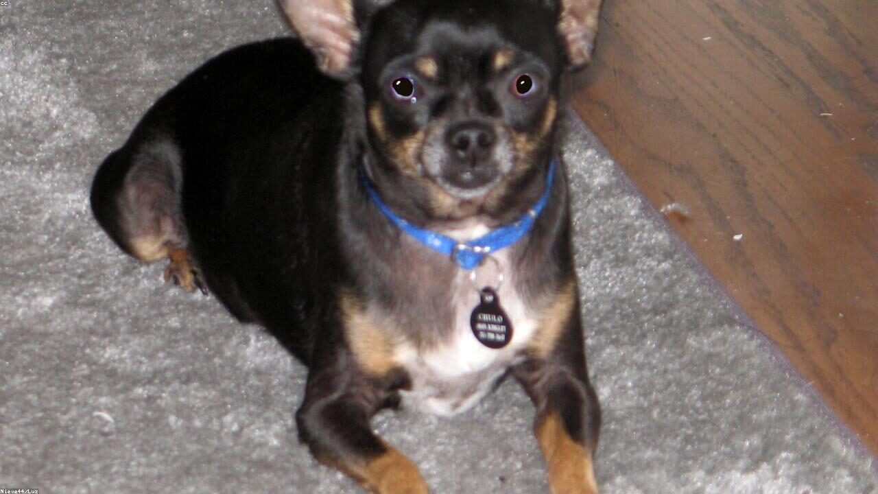 Buy or Adopt Chihuahua: An Honest Look at Both Options inline image 2 with a Chihuahua