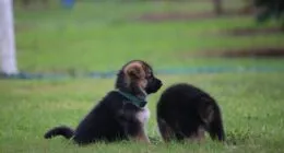 Chihuahua Colors: Every Shade and Pattern Explained featured image with a Chihuahua