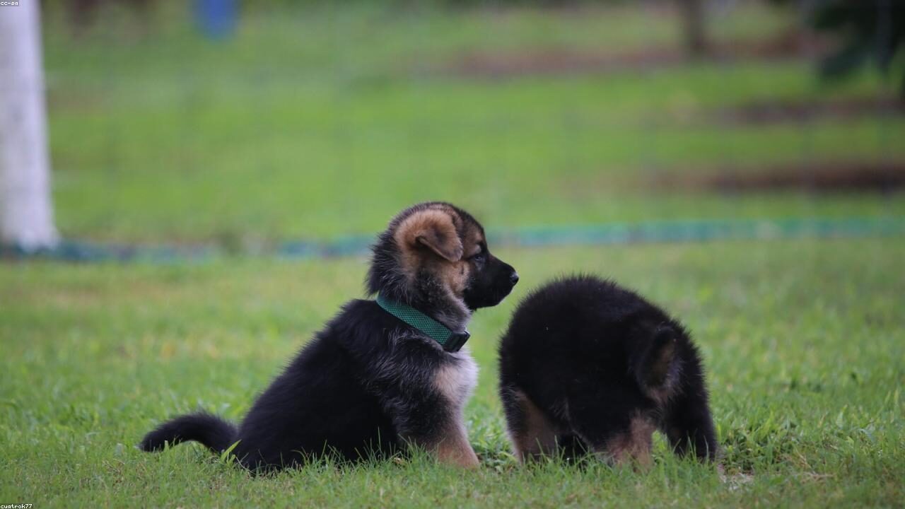 Chihuahua Colors: Every Shade and Pattern Explained featured image with a Chihuahua