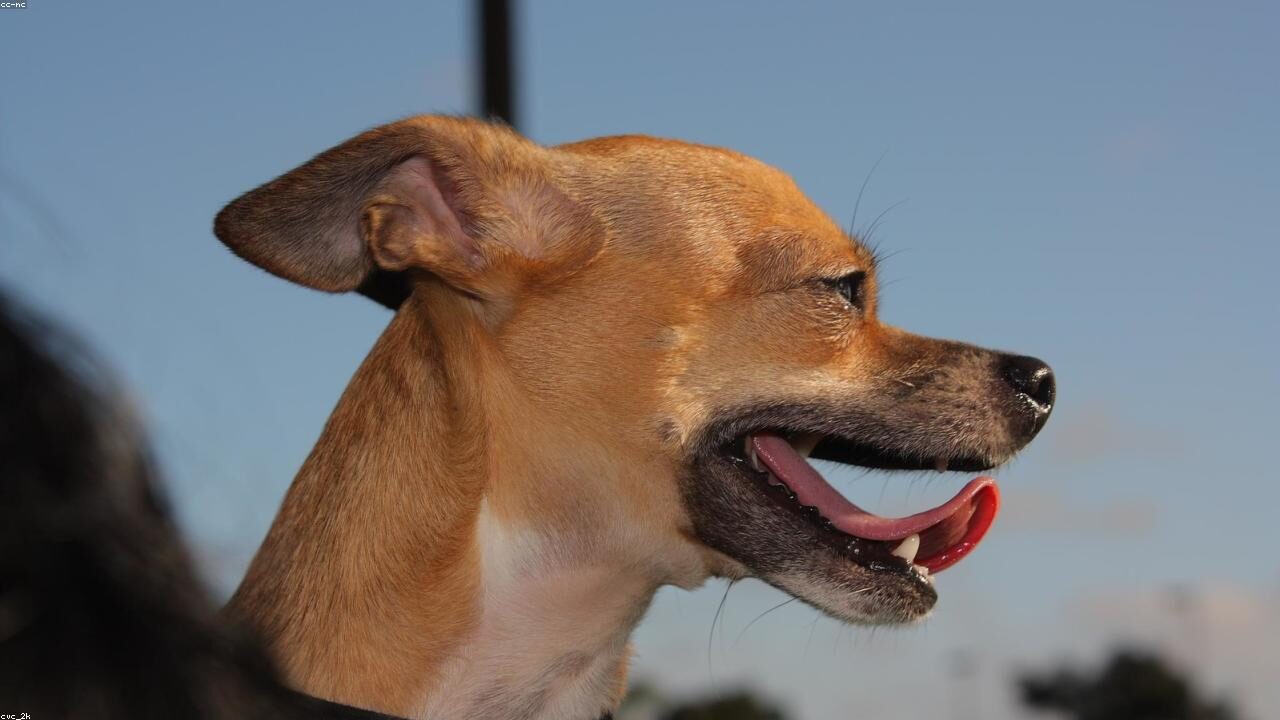 Chihuahua Colors: Every Shade and Pattern Explained inline image 1 with a Chihuahua