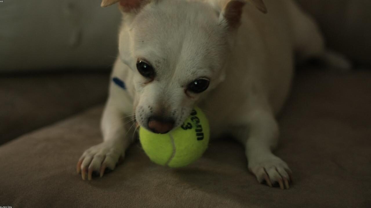 Chihuahua Colors: Every Shade and Pattern Explained inline image 2 with a Chihuahua