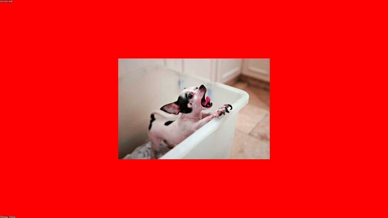 A Real Look at the Chihuahua Daily Routine Nobody Talks About featured image with a Chihuahua