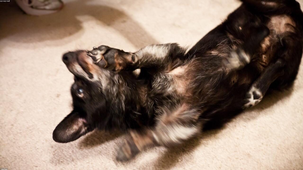 A Real Look at the Chihuahua Daily Routine Nobody Talks About inline image 1 with a Chihuahua