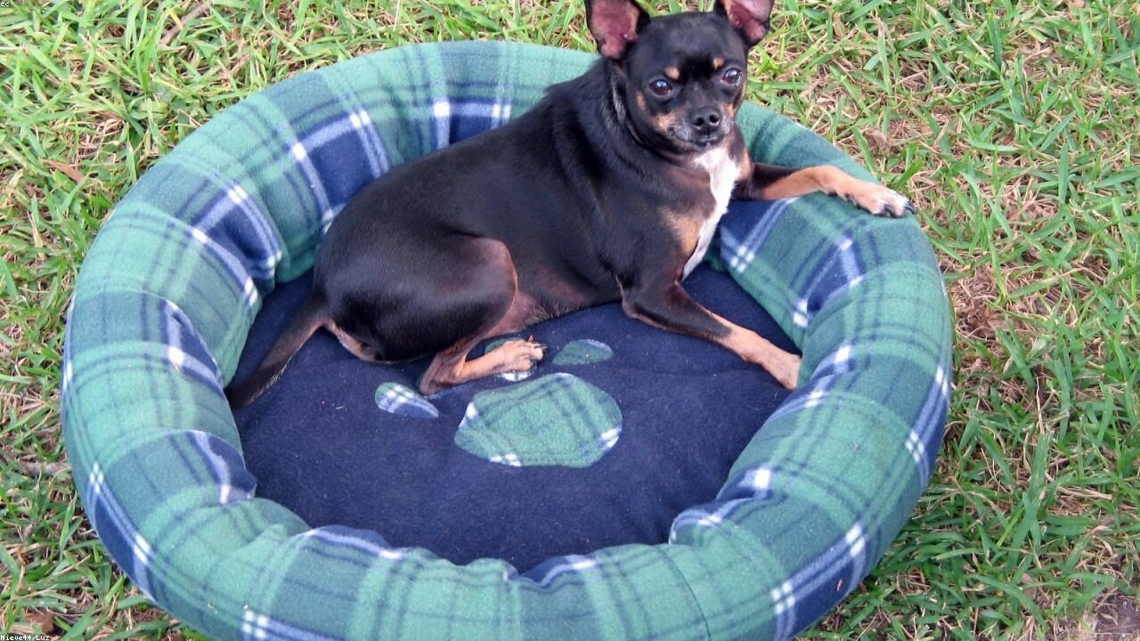 A Real Look at the Chihuahua Daily Routine Nobody Talks About inline image 2 with a Chihuahua