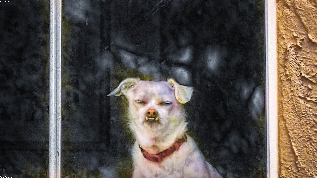 Chihuahua Dental Care: Keeping Those Tiny Teeth Healthy inline image 1 with a Chihuahua