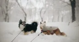 More Dog Parks Are Finally Adding Small Dog Sections and It Is About Time featured image with a Chihuahua