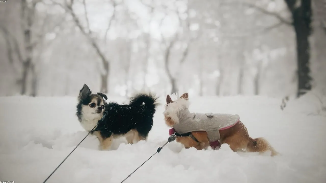 More Dog Parks Are Finally Adding Small Dog Sections and It Is About Time featured image with a Chihuahua