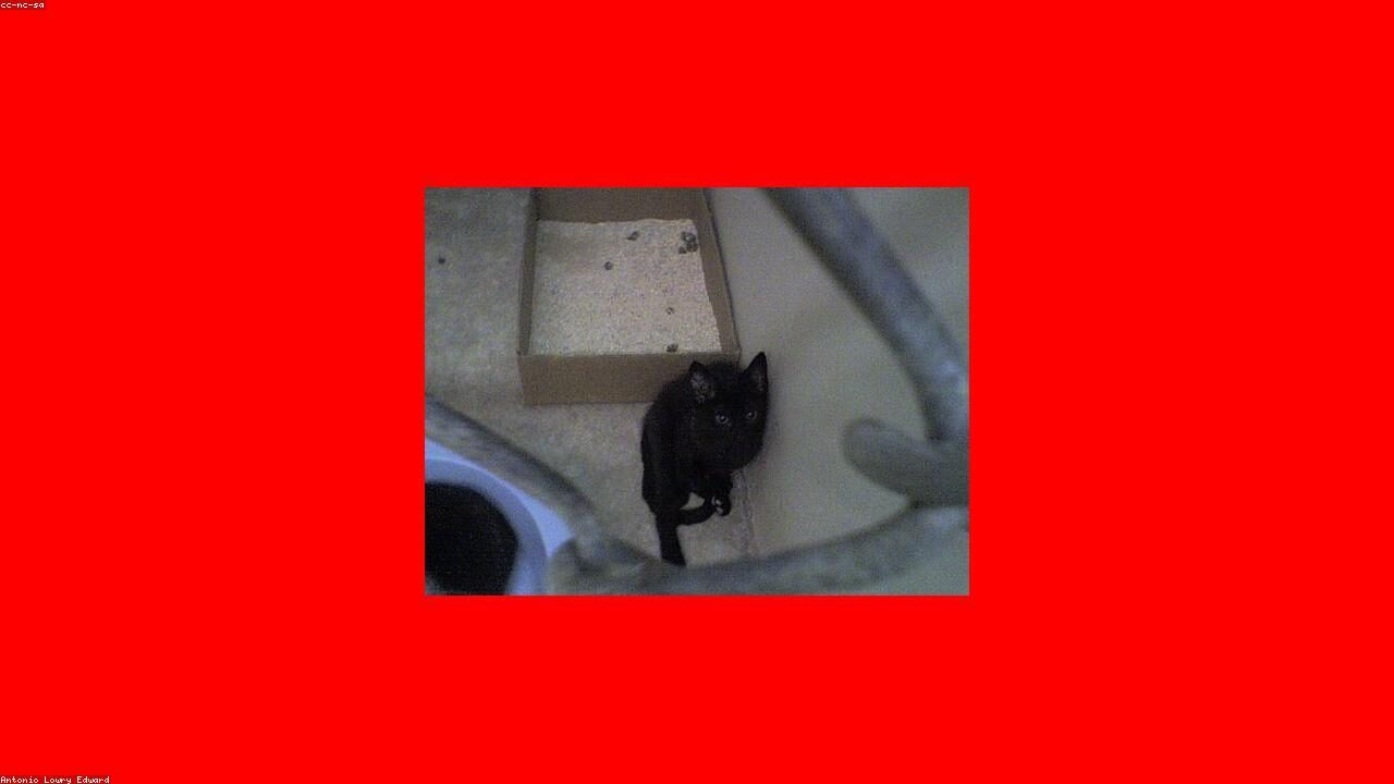 Chihuahua Food Allergies: How to Spot Them Before your chihuahua Scratches Through the Floor inline image 2 with a Chihuahua