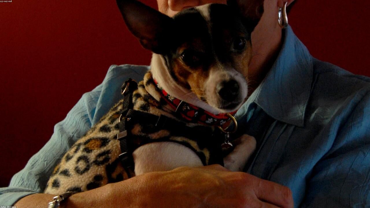 Chihuahua Obedience Training inline image 1 with a Chihuahua