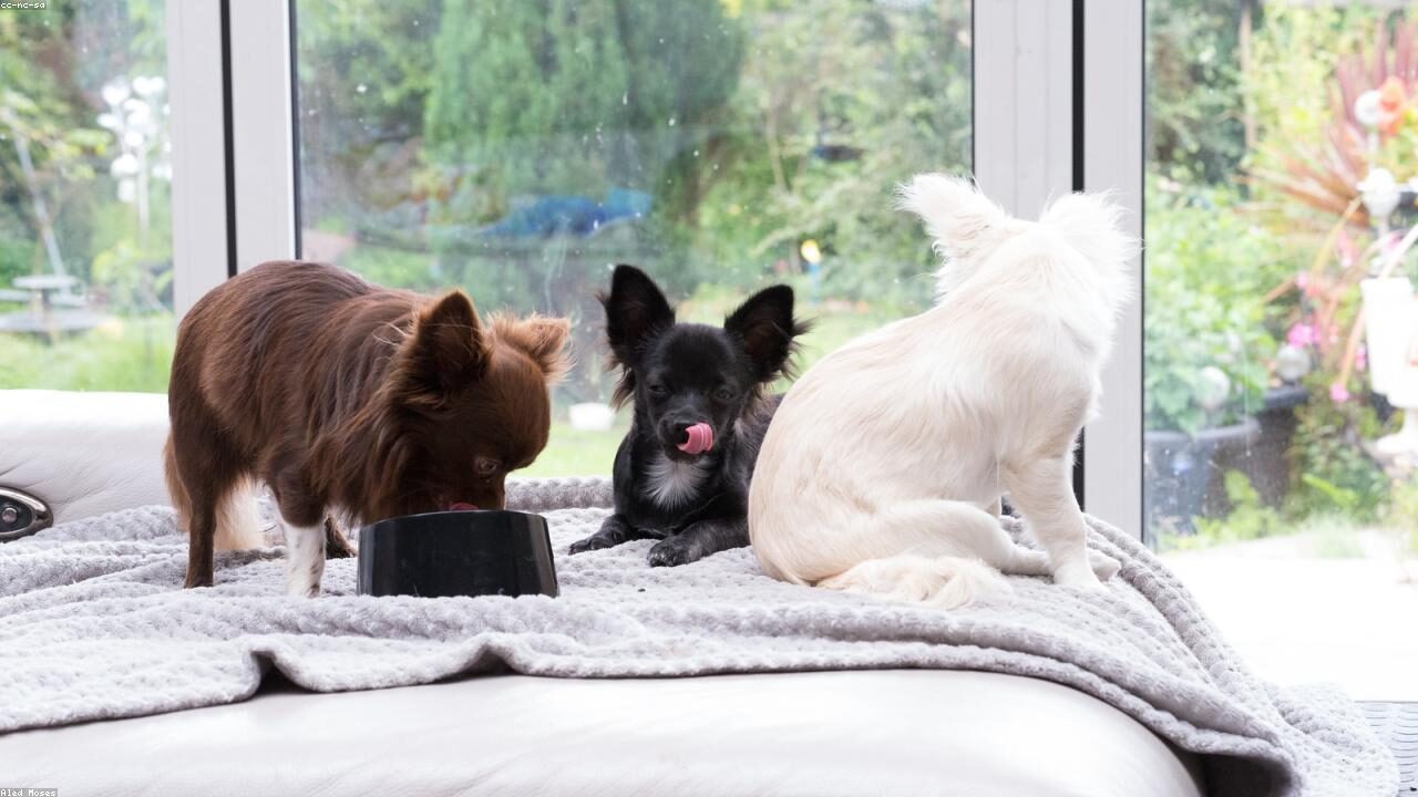 Chihuahua Size Chart: Growth Stages and Weight Guide featured image with a Chihuahua