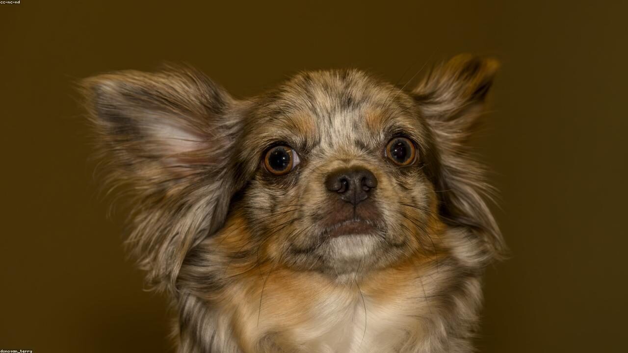 Chihuahua Size Chart: Growth Stages and Weight Guide inline image 1 with a Chihuahua