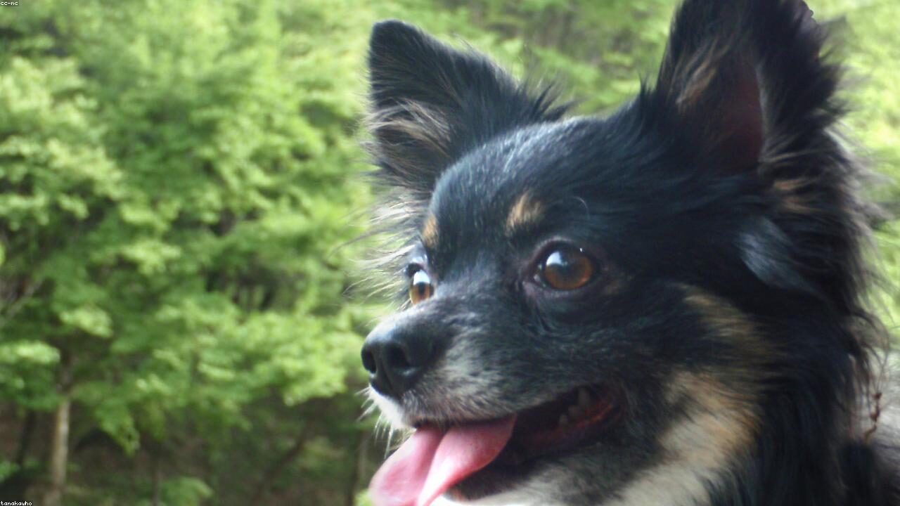 Chihuahua Sounds Explained: Every Weird Noise Your Chi Makes inline image 2 with a Chihuahua