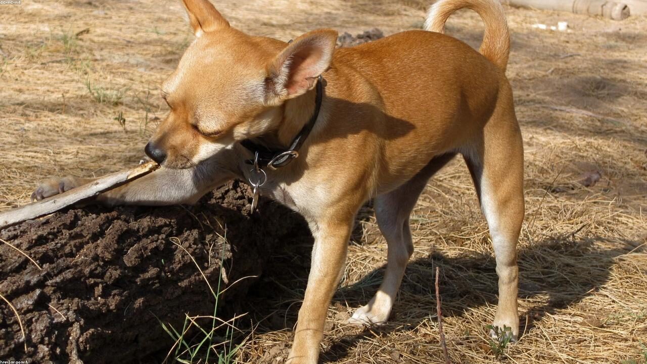 The Night a Chihuahua vs Coyote Standoff Saved a Family inline image 1 with a Chihuahua