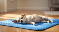 Chihuahua lying on cooling bed in summer
