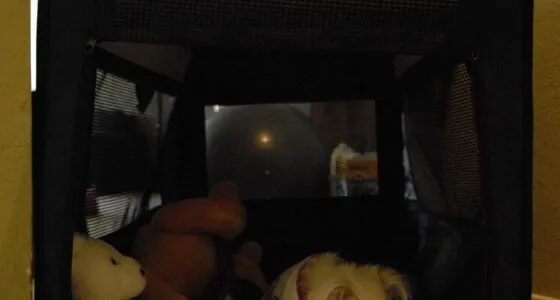 Crate Training Your Chihuahua featured image with a Chihuahua