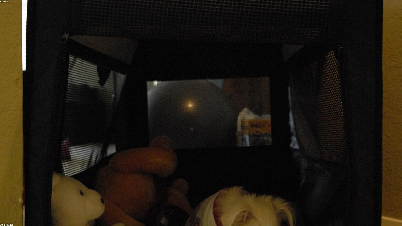 Crate Training Your Chihuahua featured image with a Chihuahua