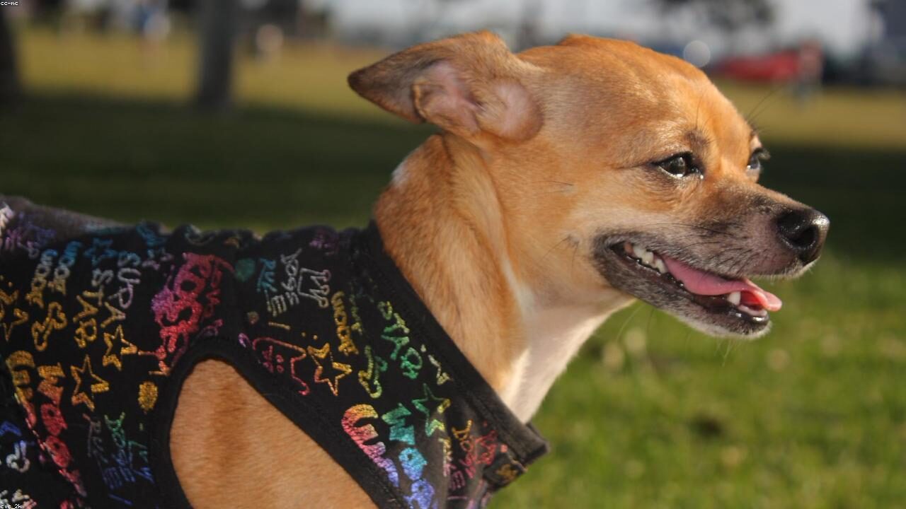 Deer Head vs Apple Head Chihuahua: Key Differences inline image 1 with a Chihuahua